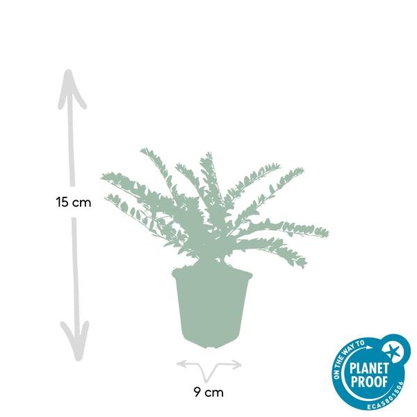 [Brand/Company Name] [Plant/Flower Type] and [Plant/Flower Type] set in [Material/Color] pot on [Material/Color] tray.
