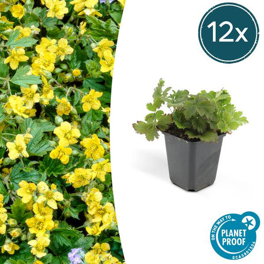 [Brand/Company Name] [Plant/Flower Type] and [Plant/Flower Type] set in [Material/Color] pot on [Material/Color] tray.