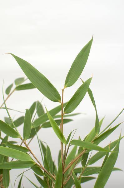 [Brand/Company Name] [Plant/Flower Type] and [Plant/Flower Type] set in [Material/Color] pot on [Material/Color] tray.