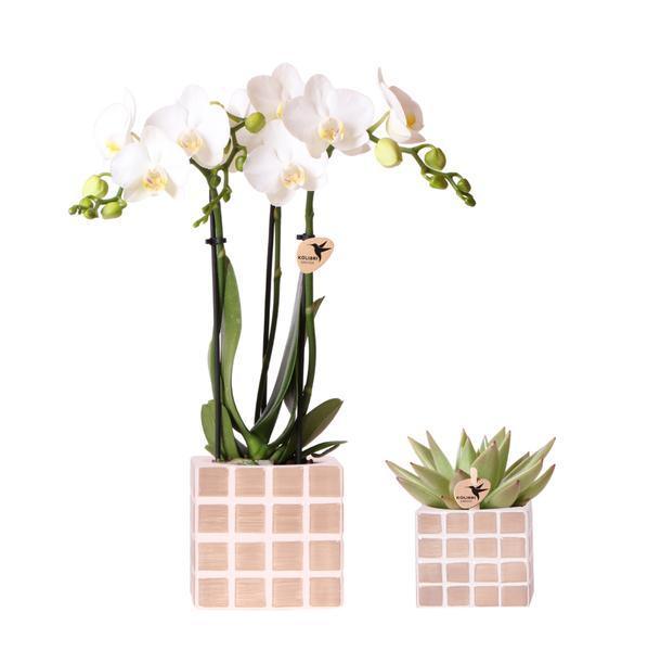 [Brand/Company Name] [Plant/Flower Type] and [Plant/Flower Type] set in [Material/Color] pot on [Material/Color] tray.