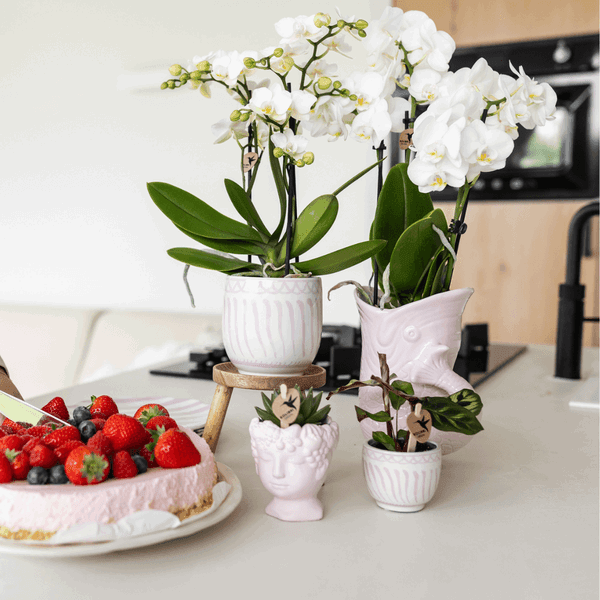 [Brand/Company Name] [Plant/Flower Type] and [Plant/Flower Type] set in [Material/Color] pot on [Material/Color] tray.