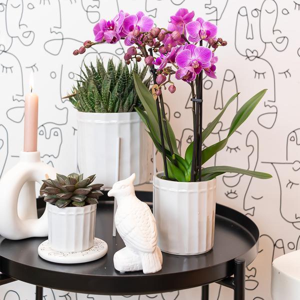 [Brand/Company Name] [Plant/Flower Type] and [Plant/Flower Type] set in [Material/Color] pot on [Material/Color] tray.