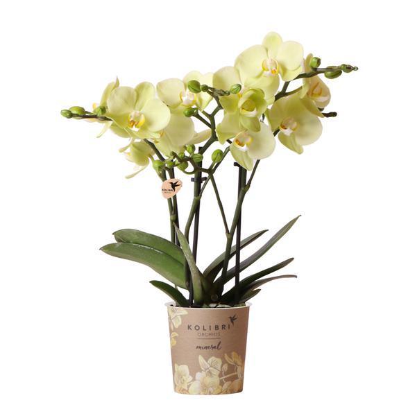 [Brand/Company Name] [Plant/Flower Type] and [Plant/Flower Type] set in [Material/Color] pot on [Material/Color] tray.