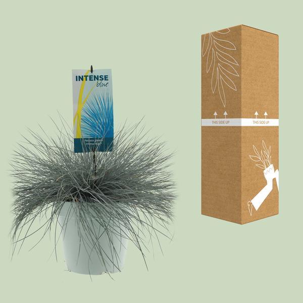 [Brand/Company Name] [Plant/Flower Type] and [Plant/Flower Type] set in [Material/Color] pot on [Material/Color] tray.