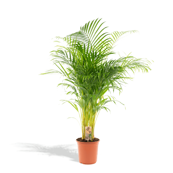 [Brand/Company Name] [Plant/Flower Type] and [Plant/Flower Type] set in [Material/Color] pot on [Material/Color] tray.