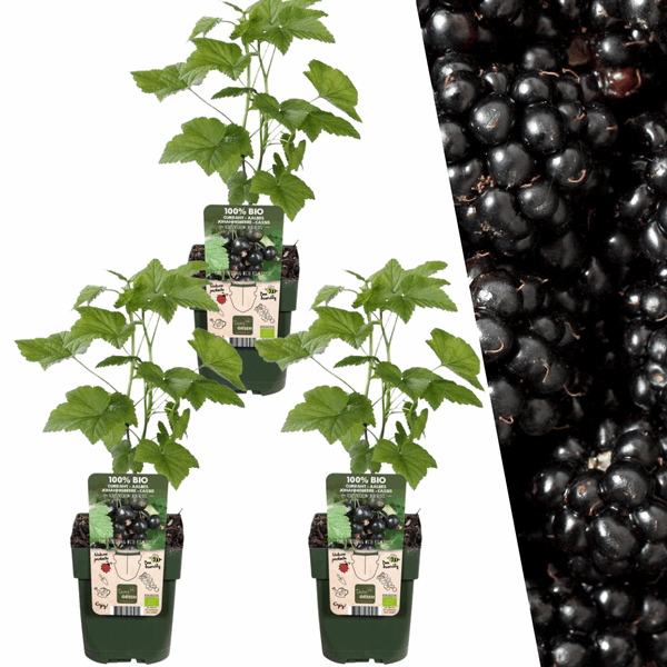 [Brand/Company Name] [Plant/Flower Type] and [Plant/Flower Type] set in [Material/Color] pot on [Material/Color] tray.