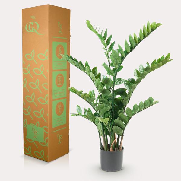 [Brand/Company Name] [Plant/Flower Type] and [Plant/Flower Type] set in [Material/Color] pot on [Material/Color] tray.