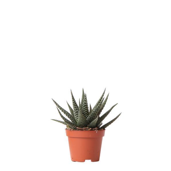 [Brand/Company Name] [Plant/Flower Type] and [Plant/Flower Type] set in [Material/Color] pot on [Material/Color] tray.
