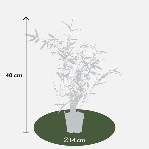[Brand/Company Name] [Plant/Flower Type] and [Plant/Flower Type] set in [Material/Color] pot on [Material/Color] tray.