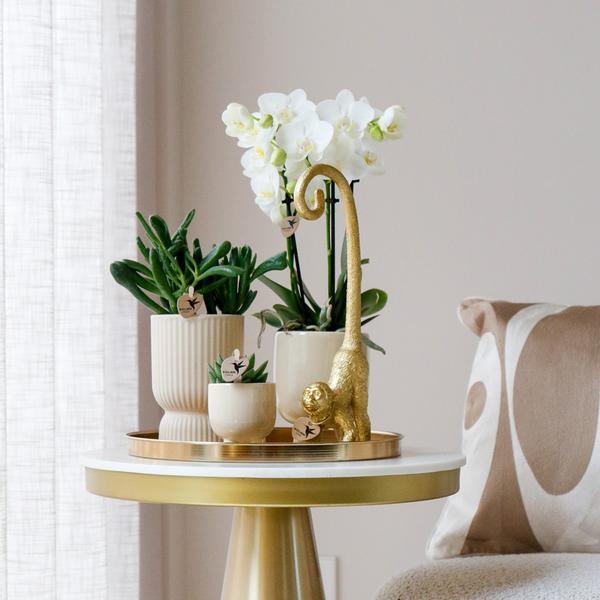 [Brand/Company Name] [Plant/Flower Type] and [Plant/Flower Type] set in [Material/Color] pot on [Material/Color] tray.