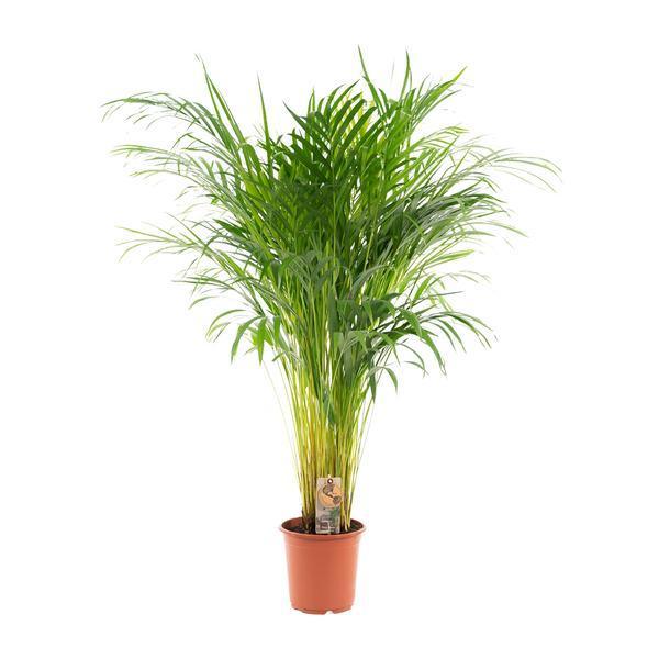 [Brand/Company Name] [Plant/Flower Type] and [Plant/Flower Type] set in [Material/Color] pot on [Material/Color] tray.