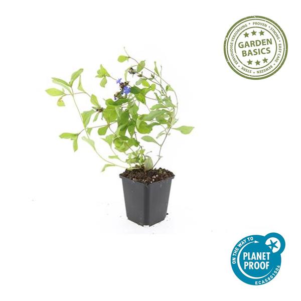 [Brand/Company Name] [Plant/Flower Type] and [Plant/Flower Type] set in [Material/Color] pot on [Material/Color] tray.