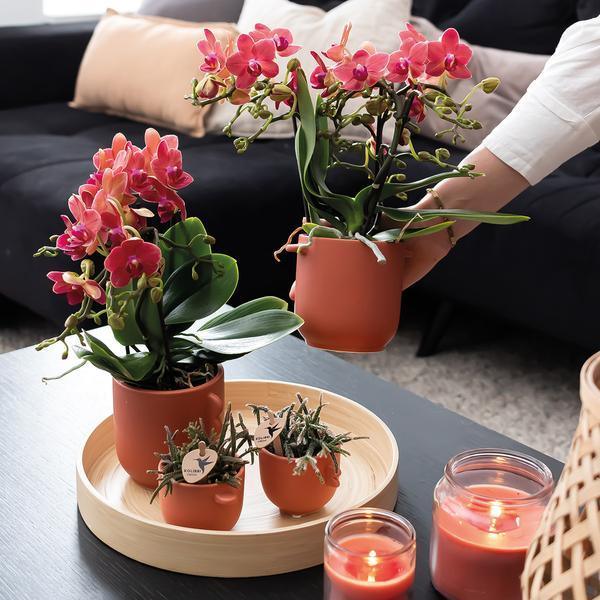 [Brand/Company Name] [Plant/Flower Type] and [Plant/Flower Type] set in [Material/Color] pot on [Material/Color] tray.