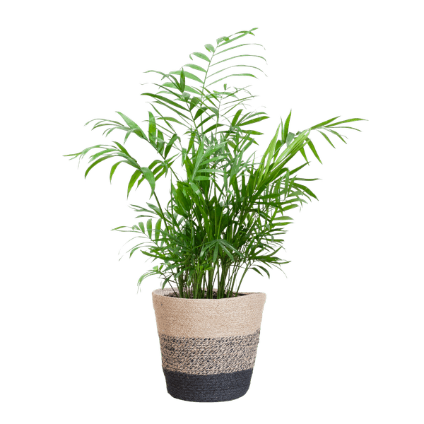 [Brand/Company Name] [Plant/Flower Type] and [Plant/Flower Type] set in [Material/Color] pot on [Material/Color] tray.