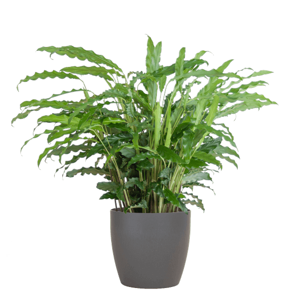 [Brand/Company Name] [Plant/Flower Type] and [Plant/Flower Type] set in [Material/Color] pot on [Material/Color] tray.
