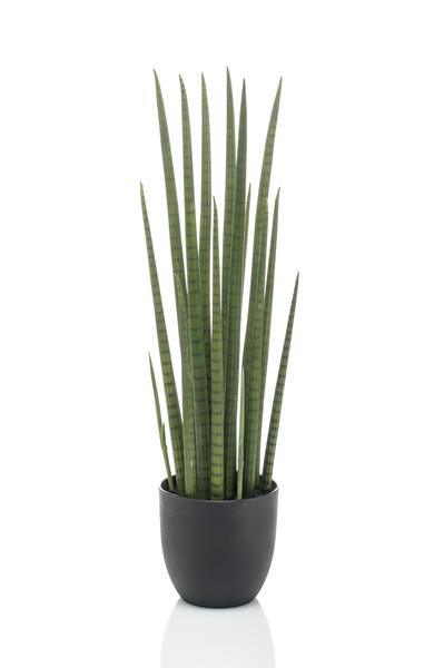 [Brand/Company Name] [Plant/Flower Type] and [Plant/Flower Type] set in [Material/Color] pot on [Material/Color] tray.