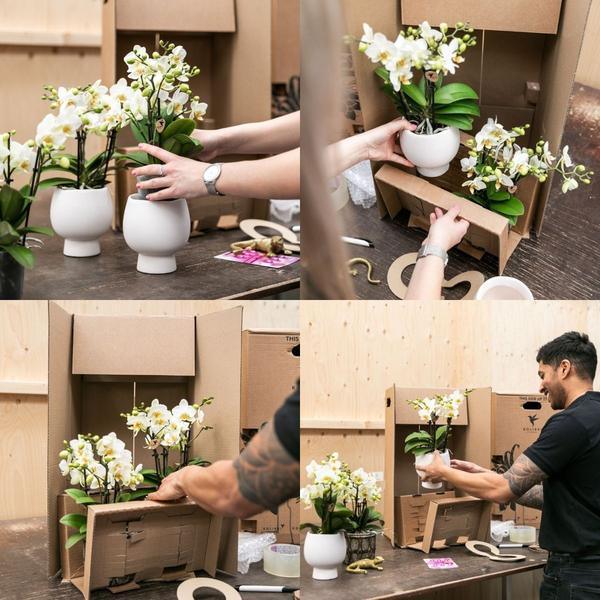 [Brand/Company Name] [Plant/Flower Type] and [Plant/Flower Type] set in [Material/Color] pot on [Material/Color] tray.