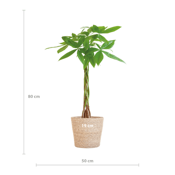[Brand/Company Name] [Plant/Flower Type] and [Plant/Flower Type] set in [Material/Color] pot on [Material/Color] tray.