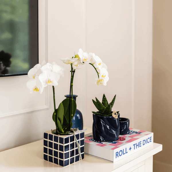 [Brand/Company Name] [Plant/Flower Type] and [Plant/Flower Type] set in [Material/Color] pot on [Material/Color] tray.