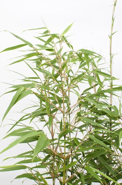 [Brand/Company Name] [Plant/Flower Type] and [Plant/Flower Type] set in [Material/Color] pot on [Material/Color] tray.