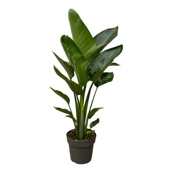 [Brand/Company Name] [Plant/Flower Type] and [Plant/Flower Type] set in [Material/Color] pot on [Material/Color] tray.