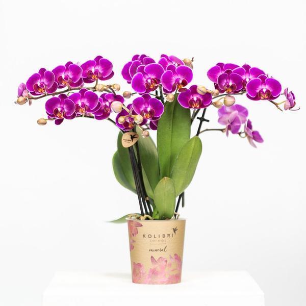 [Brand/Company Name] [Plant/Flower Type] and [Plant/Flower Type] set in [Material/Color] pot on [Material/Color] tray.