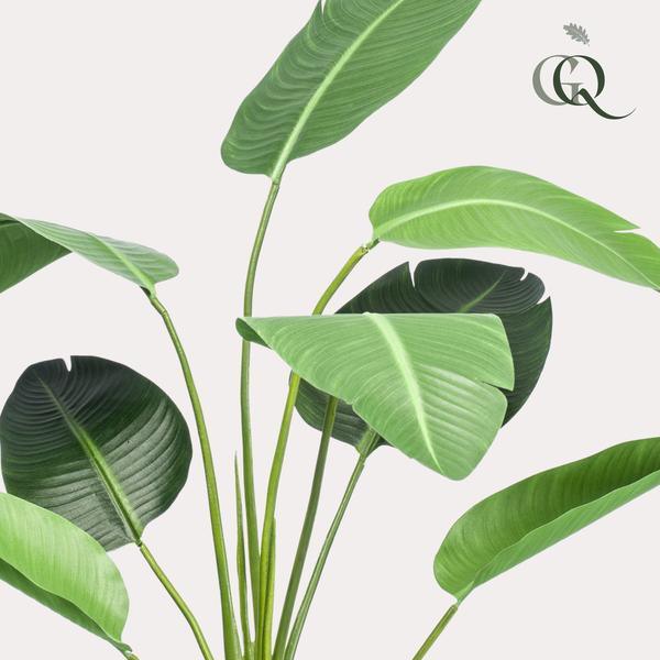 [Brand/Company Name] [Plant/Flower Type] and [Plant/Flower Type] set in [Material/Color] pot on [Material/Color] tray.