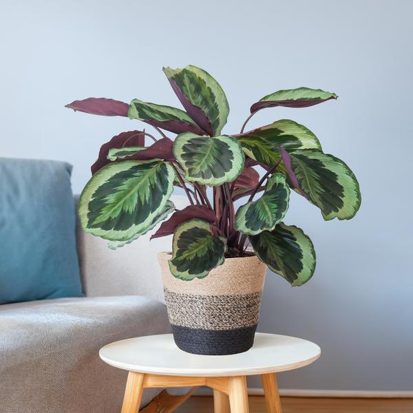 [Brand/Company Name] [Plant/Flower Type] and [Plant/Flower Type] set in [Material/Color] pot on [Material/Color] tray.