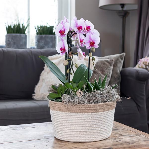 [Brand/Company Name] [Plant/Flower Type] and [Plant/Flower Type] set in [Material/Color] pot on [Material/Color] tray.