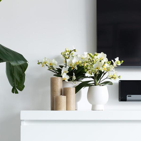 [Brand/Company Name] [Plant/Flower Type] and [Plant/Flower Type] set in [Material/Color] pot on [Material/Color] tray.