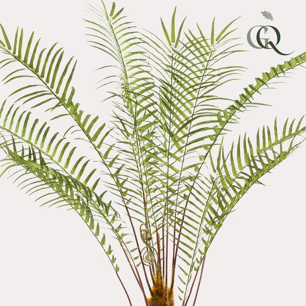 [Brand/Company Name] [Plant/Flower Type] and [Plant/Flower Type] set in [Material/Color] pot on [Material/Color] tray.