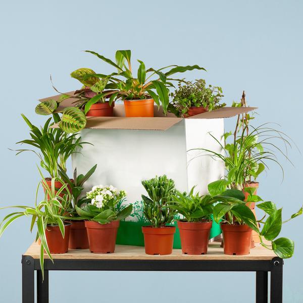 [Brand/Company Name] [Plant/Flower Type] and [Plant/Flower Type] set in [Material/Color] pot on [Material/Color] tray.