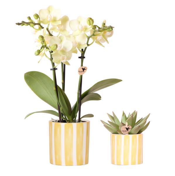 [Brand/Company Name] [Plant/Flower Type] and [Plant/Flower Type] set in [Material/Color] pot on [Material/Color] tray.