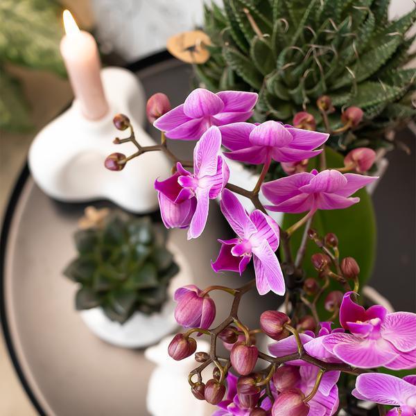 [Brand/Company Name] [Plant/Flower Type] and [Plant/Flower Type] set in [Material/Color] pot on [Material/Color] tray.