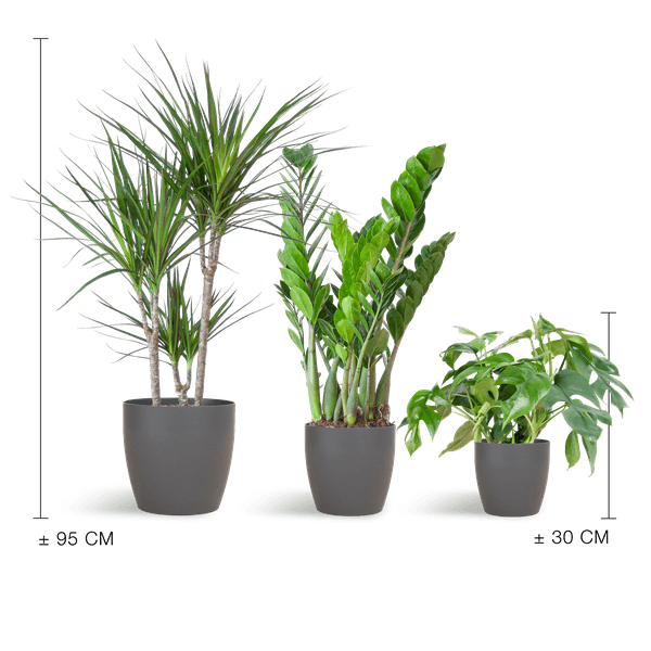 [Brand/Company Name] [Plant/Flower Type] and [Plant/Flower Type] set in [Material/Color] pot on [Material/Color] tray.