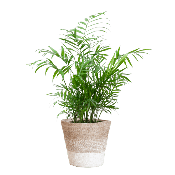 [Brand/Company Name] [Plant/Flower Type] and [Plant/Flower Type] set in [Material/Color] pot on [Material/Color] tray.