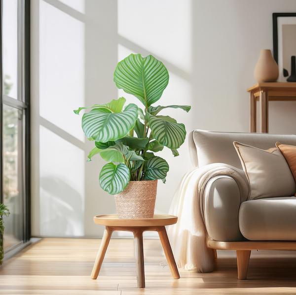 [Brand/Company Name] [Plant/Flower Type] and [Plant/Flower Type] set in [Material/Color] pot on [Material/Color] tray.