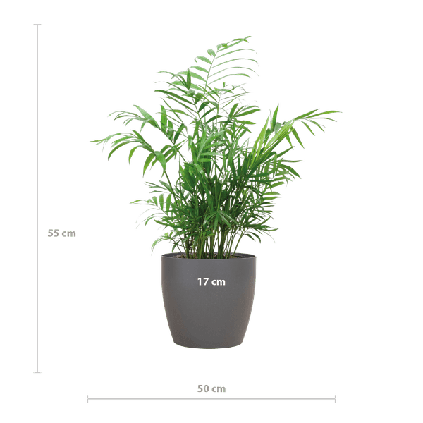 [Brand/Company Name] [Plant/Flower Type] and [Plant/Flower Type] set in [Material/Color] pot on [Material/Color] tray.