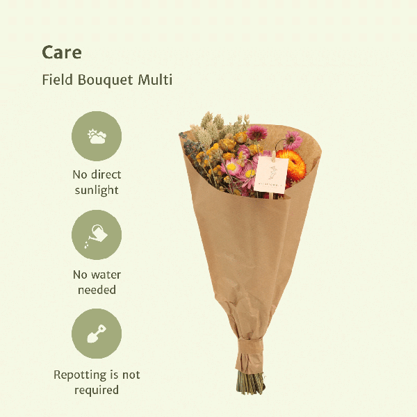 [Brand/Company Name] [Plant/Flower Type] and [Plant/Flower Type] set in [Material/Color] pot on [Material/Color] tray.