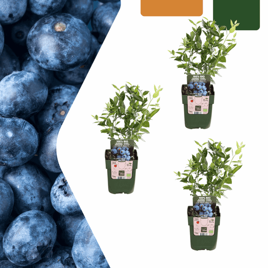 [Brand/Company Name] [Plant/Flower Type] and [Plant/Flower Type] set in [Material/Color] pot on [Material/Color] tray.