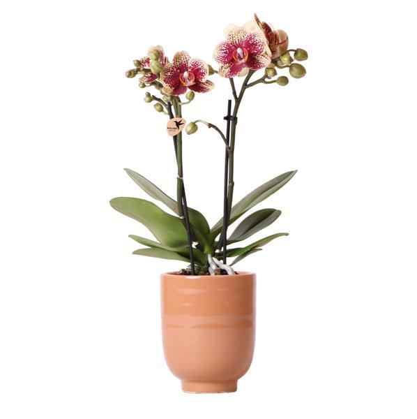 [Brand/Company Name] [Plant/Flower Type] and [Plant/Flower Type] set in [Material/Color] pot on [Material/Color] tray.