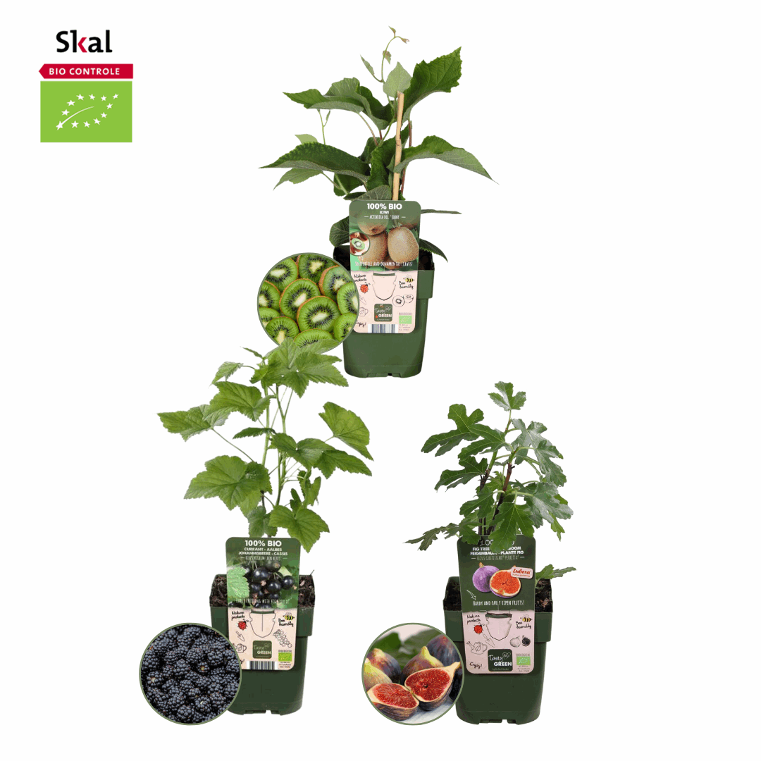 [Brand/Company Name] [Plant/Flower Type] and [Plant/Flower Type] set in [Material/Color] pot on [Material/Color] tray.