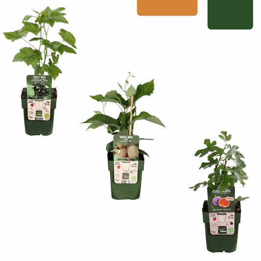 [Brand/Company Name] [Plant/Flower Type] and [Plant/Flower Type] set in [Material/Color] pot on [Material/Color] tray.