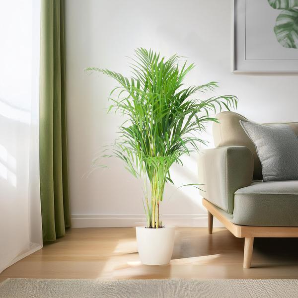 [Brand/Company Name] [Plant/Flower Type] and [Plant/Flower Type] set in [Material/Color] pot on [Material/Color] tray.
