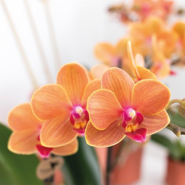 [Brand/Company Name] [Plant/Flower Type] and [Plant/Flower Type] set in [Material/Color] pot on [Material/Color] tray.