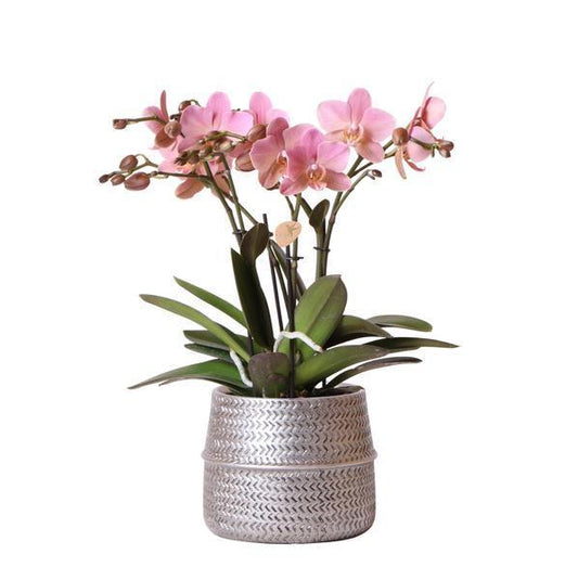 [Brand/Company Name] [Plant/Flower Type] and [Plant/Flower Type] set in [Material/Color] pot on [Material/Color] tray.