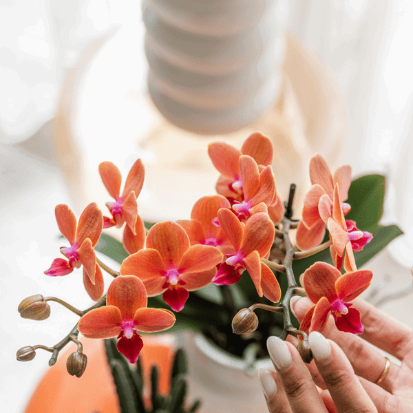 [Brand/Company Name] [Plant/Flower Type] and [Plant/Flower Type] set in [Material/Color] pot on [Material/Color] tray.