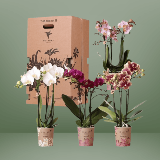 [Brand/Company Name] [Plant/Flower Type] and [Plant/Flower Type] set in [Material/Color] pot on [Material/Color] tray.