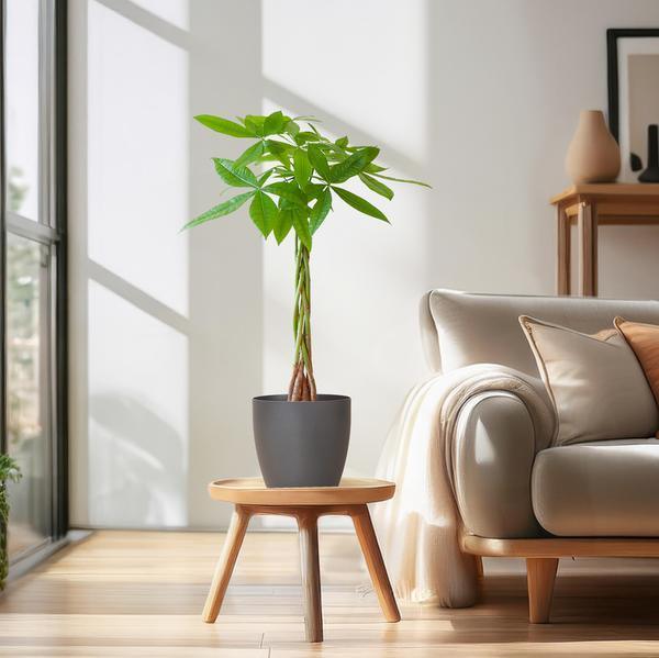 [Brand/Company Name] [Plant/Flower Type] and [Plant/Flower Type] set in [Material/Color] pot on [Material/Color] tray.