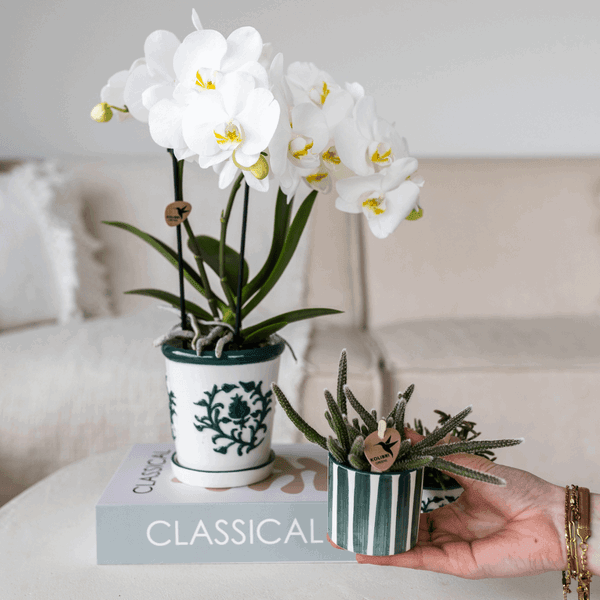 [Brand/Company Name] [Plant/Flower Type] and [Plant/Flower Type] set in [Material/Color] pot on [Material/Color] tray.